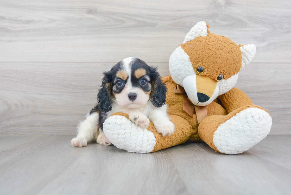 Little Cavalier King Charles Spaniel Baby