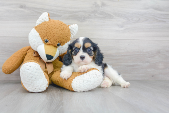 Popular Cavalier King Charles Spaniel Baby