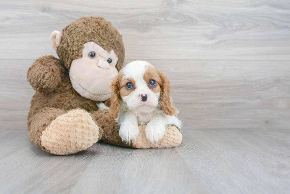 Happy Cavalier King Charles Spaniel Purebred Puppy