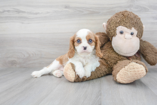 Friendly Cavalier King Charles Spaniel Baby