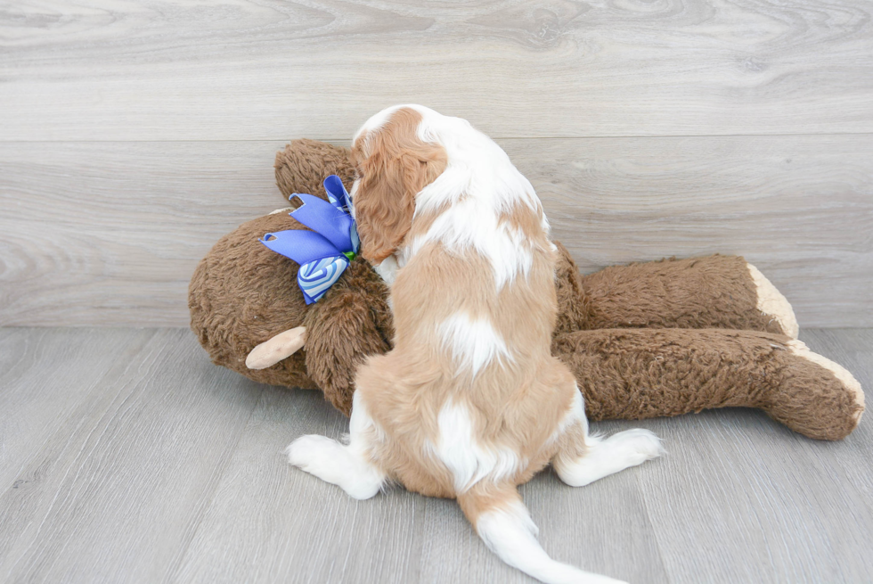 Cavalier King Charles Spaniel Puppy for Adoption