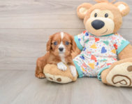 6 week old Cavalier King Charles Spaniel Puppy For Sale - Premier Pups