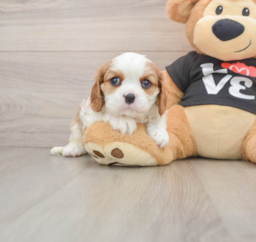 5 week old Cavalier King Charles Spaniel Puppy For Sale - Premier Pups