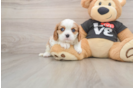 Adorable Cavalier Purebred Puppy