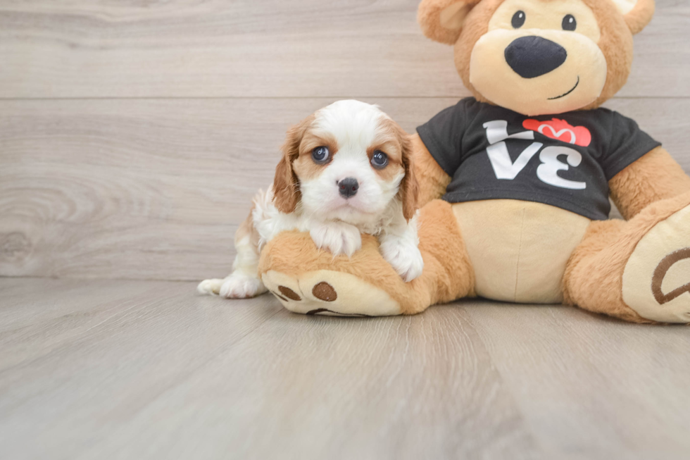 Adorable Cavalier Purebred Puppy