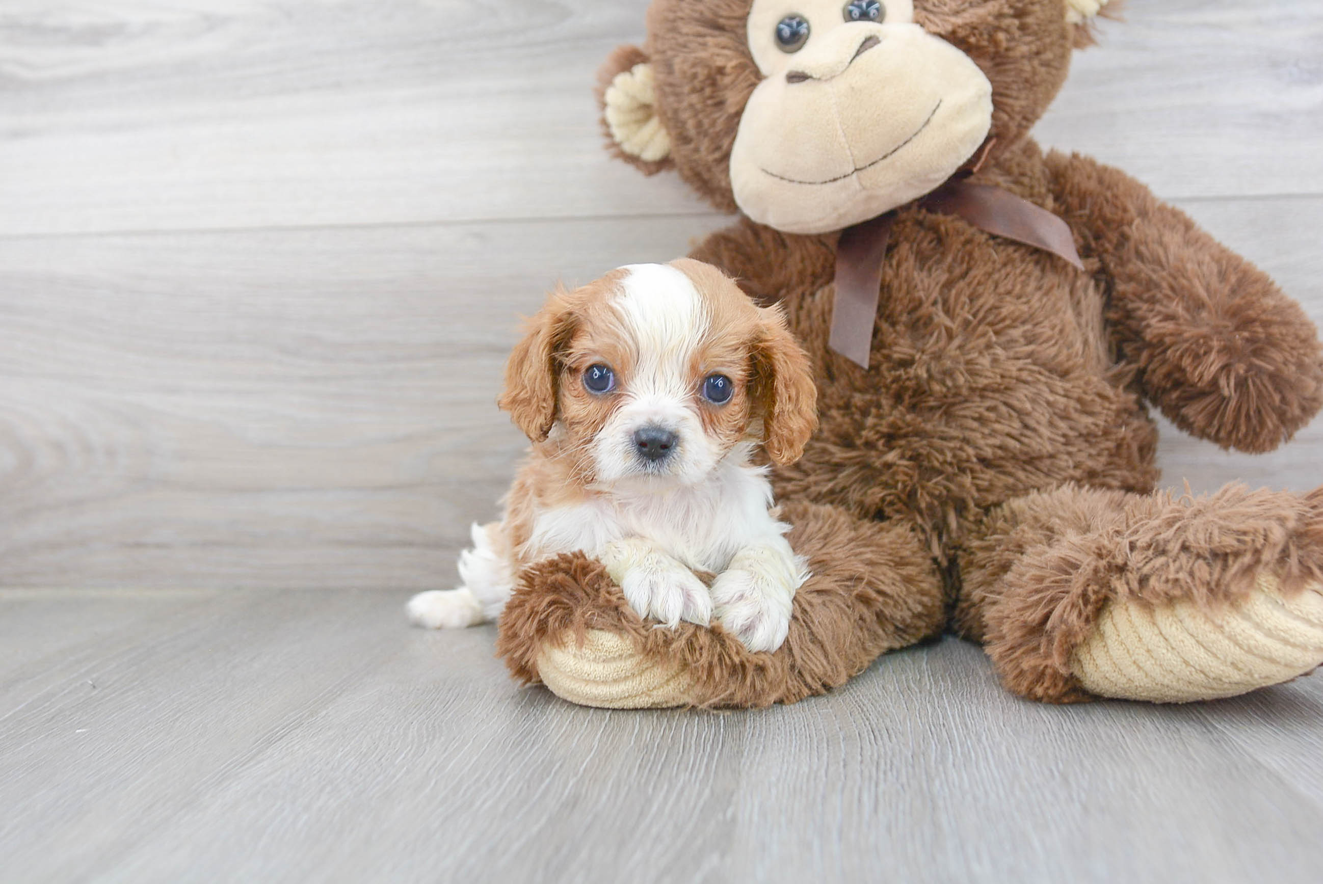Small Cavalier King Charles Spaniel Baby