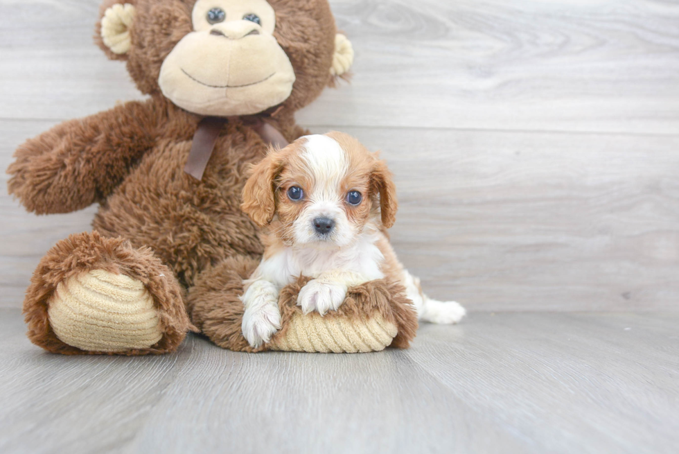 Cavalier King Charles Spaniel Pup Being Cute