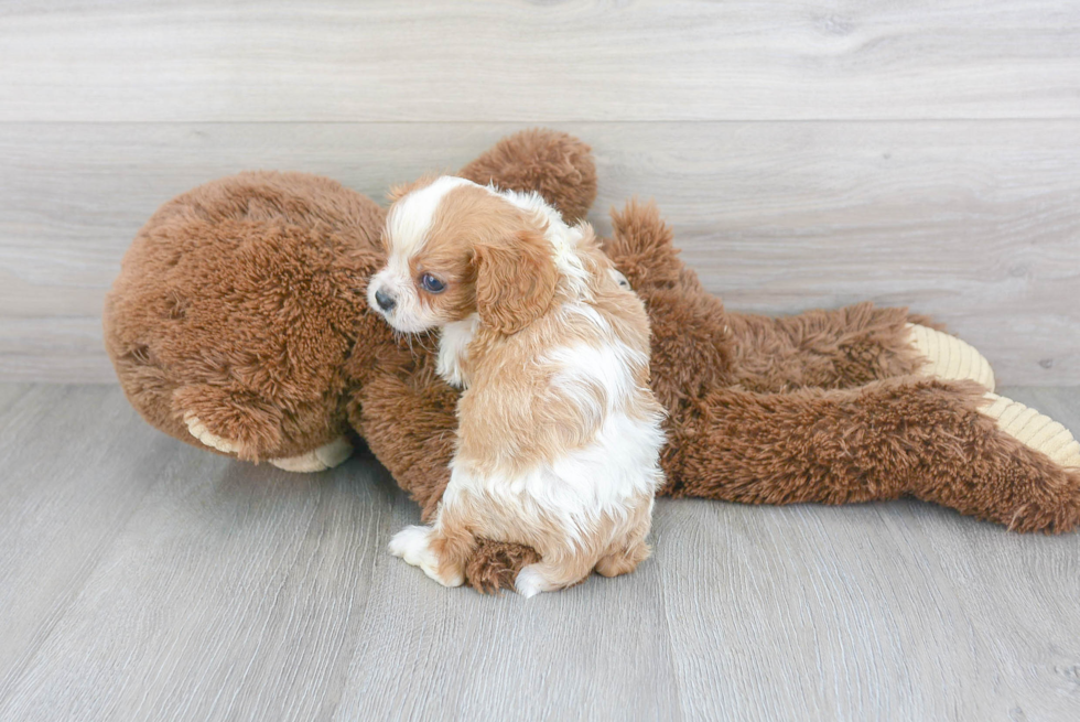 Akc Registered Cavalier King Charles Spaniel Baby