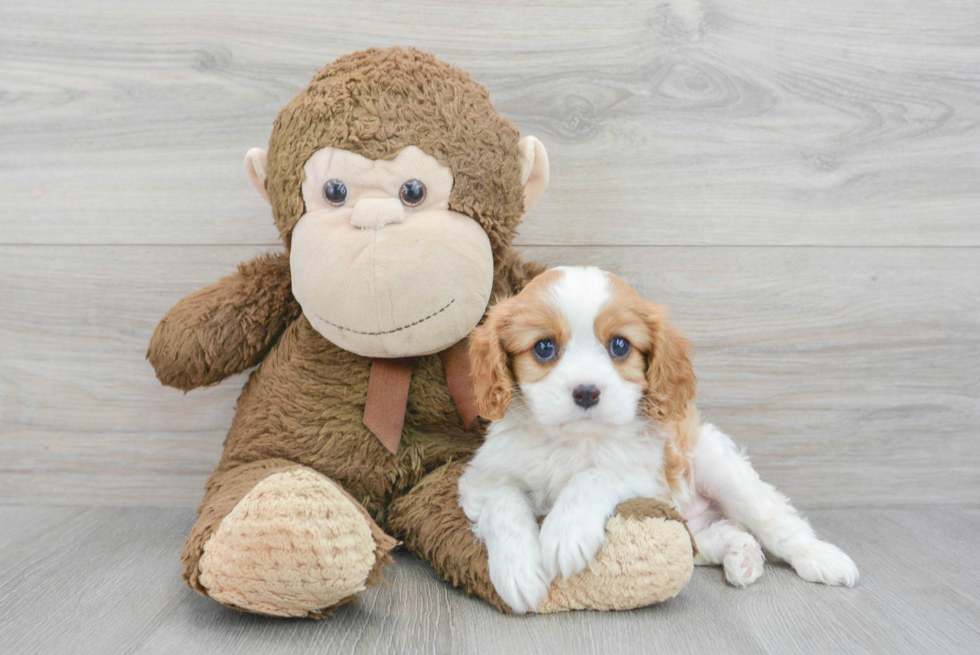 Best Cavalier King Charles Spaniel Baby