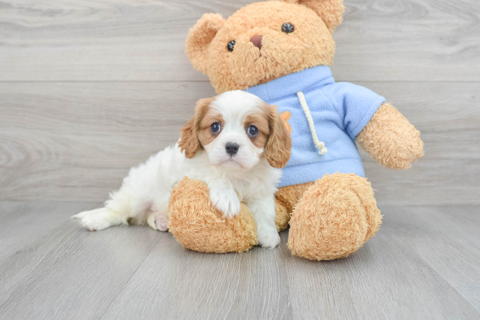 Hypoallergenic Cavalier King Charles Spaniel Purebred Pup
