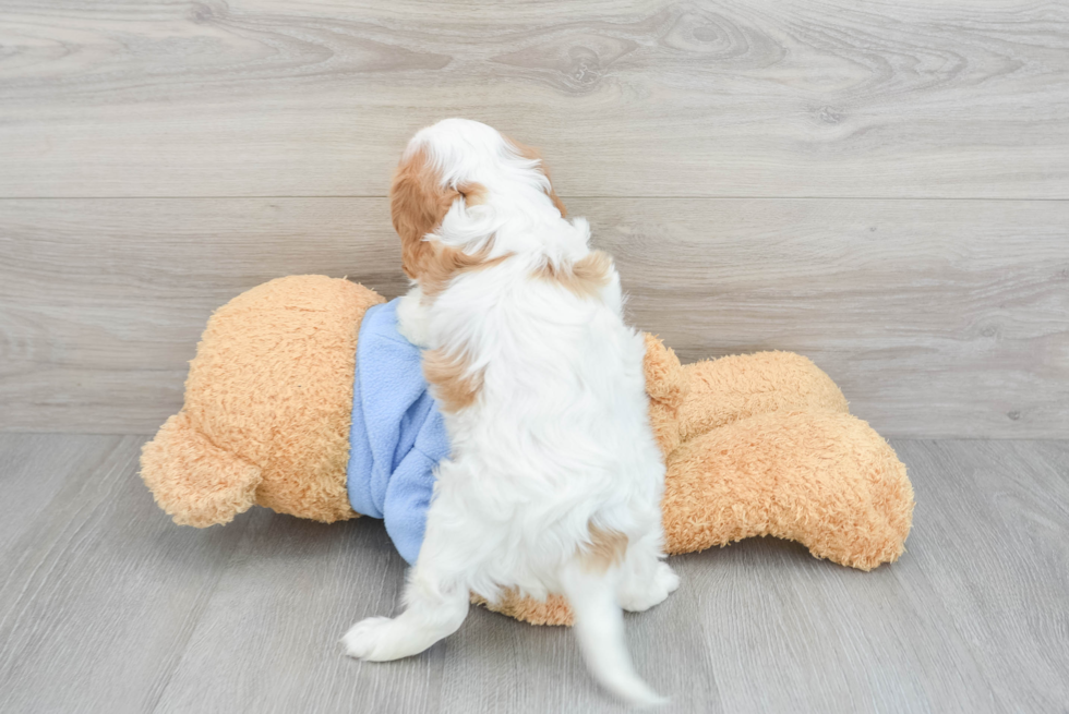 Cavalier King Charles Spaniel Puppy for Adoption