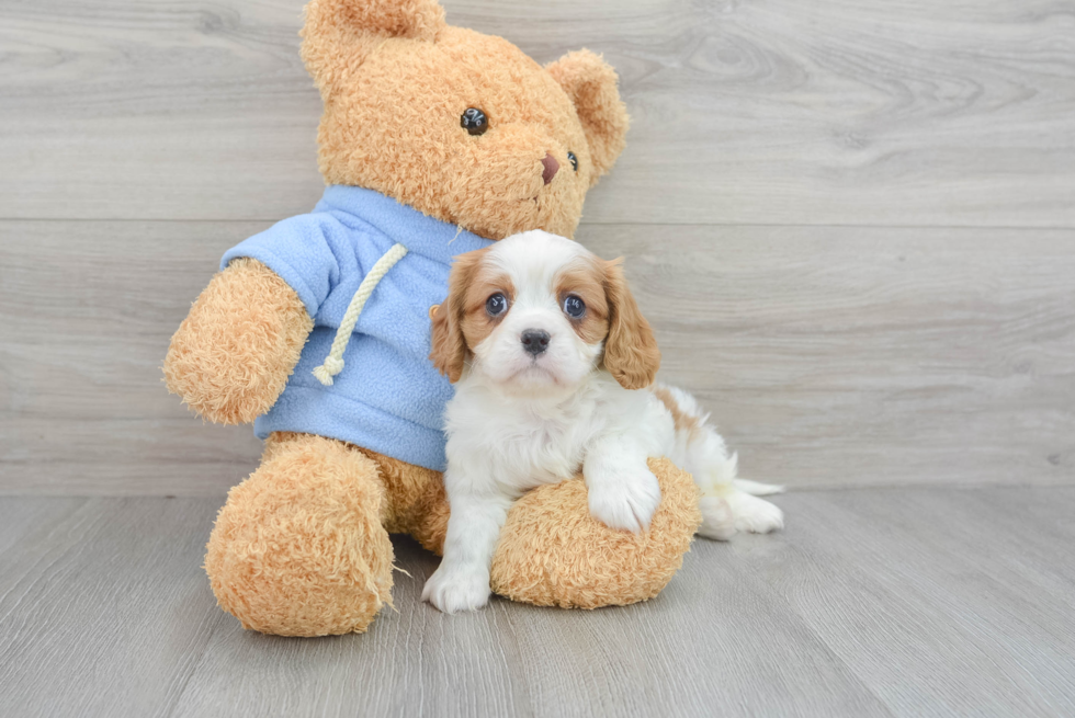Best Cavalier King Charles Spaniel Baby