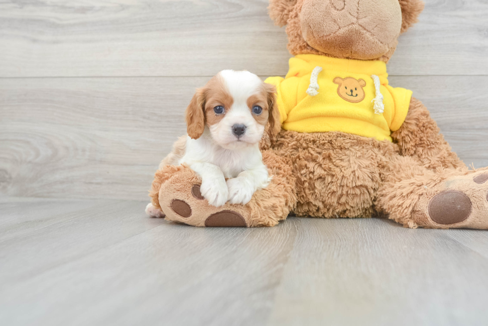 Happy Cavalier King Charles Spaniel Purebred Puppy
