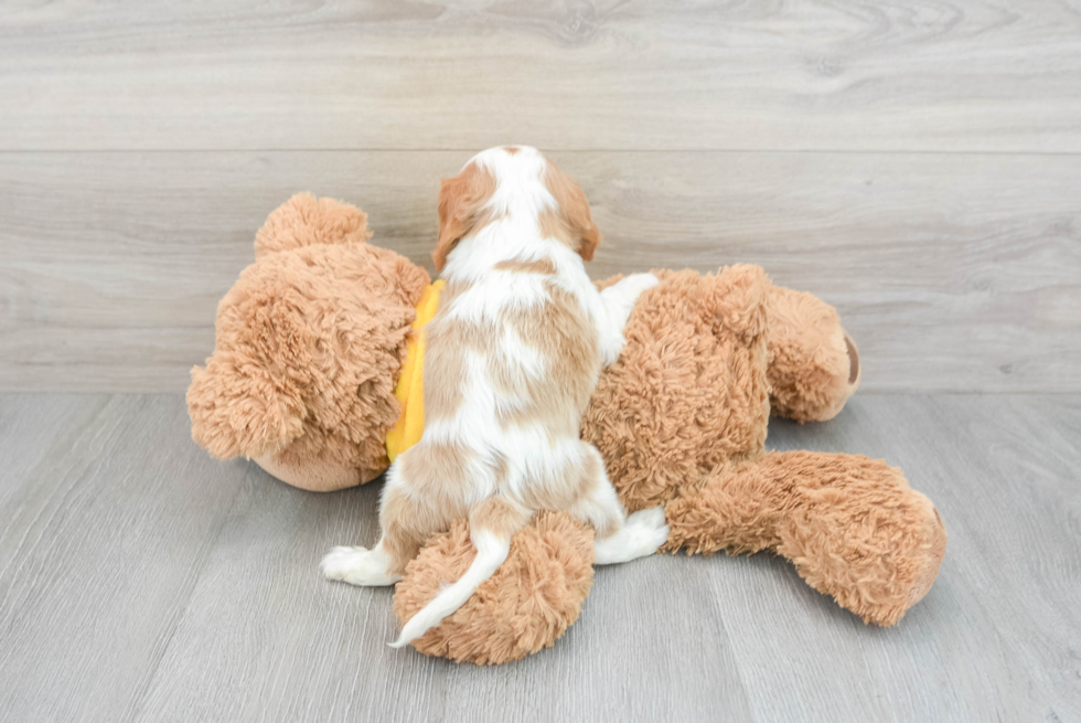 Friendly Cavalier King Charles Spaniel Baby
