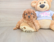 5 week old Cavalier King Charles Spaniel Puppy For Sale - Premier Pups