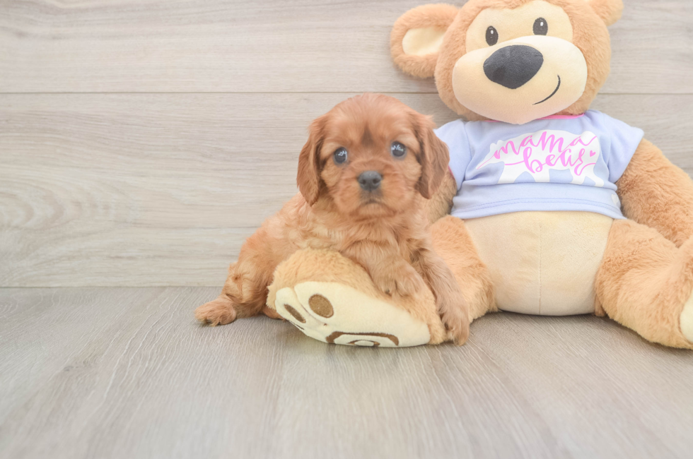 6 week old Cavalier King Charles Spaniel Puppy For Sale - Premier Pups