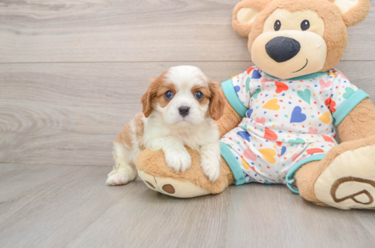 Playful Cavalier King Charles Spaniel Baby