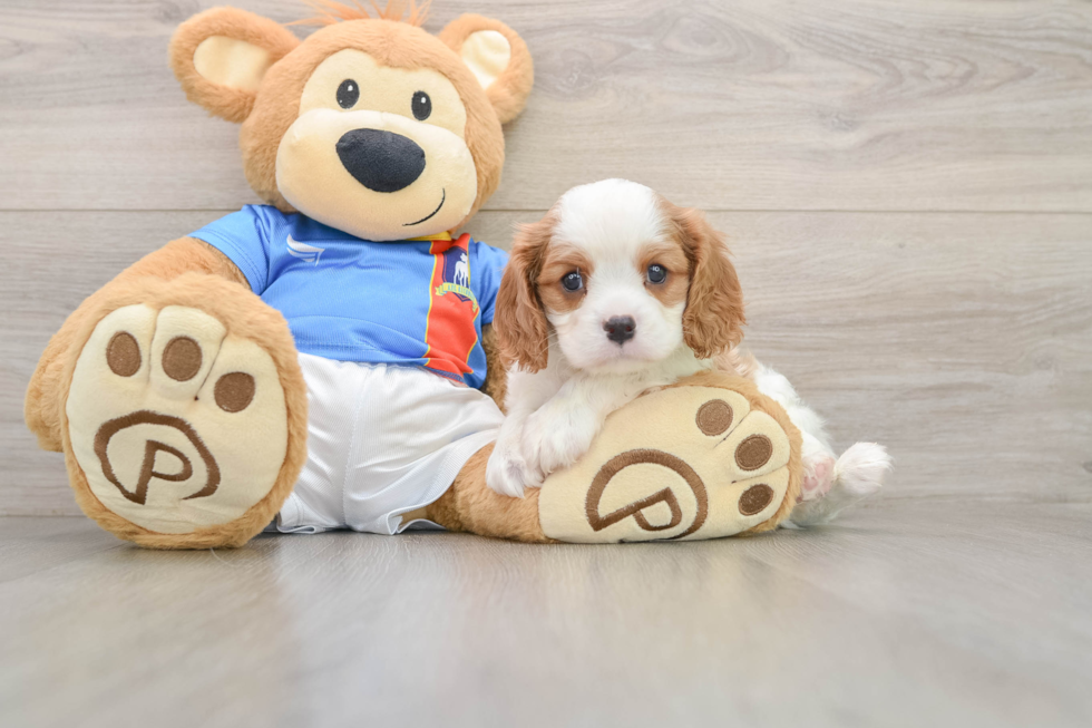 Friendly Cavalier King Charles Spaniel Baby