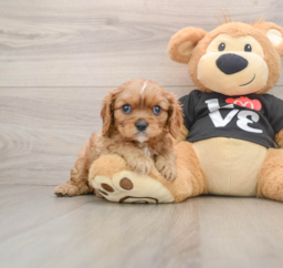 9 week old Cavalier King Charles Spaniel Puppy For Sale - Premier Pups