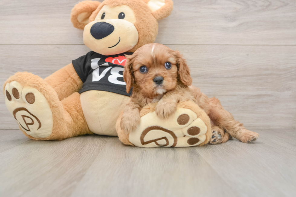 Cavalier King Charles Spaniel Pup Being Cute