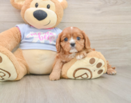 5 week old Cavalier King Charles Spaniel Puppy For Sale - Premier Pups
