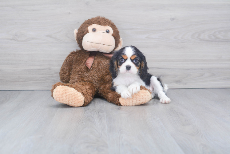 Playful Cavalier King Charles Spaniel Baby