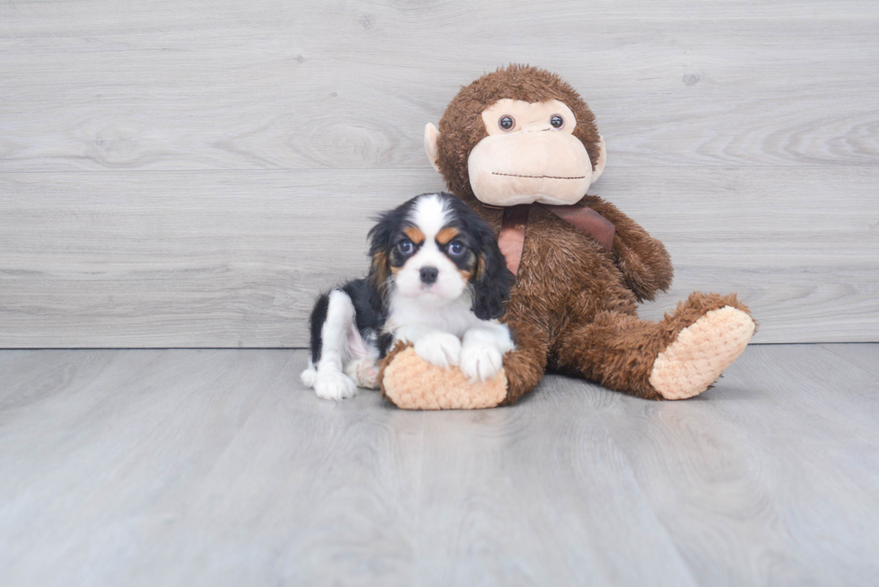 Friendly Cavalier King Charles Spaniel Baby