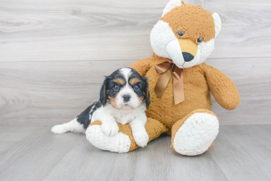 Cavalier King Charles Spaniel Puppy for Adoption