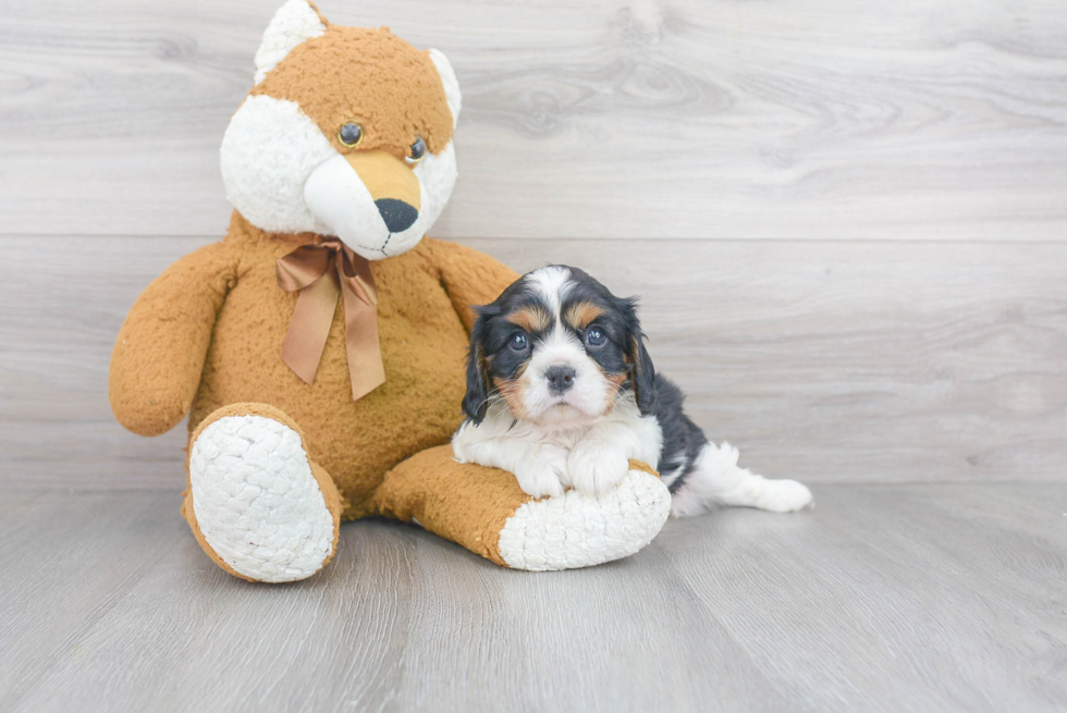 Cavalier King Charles Spaniel Puppy for Adoption