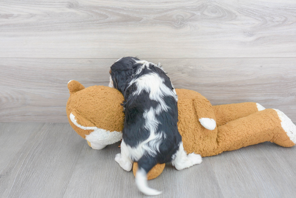 Happy Cavalier King Charles Spaniel Purebred Puppy