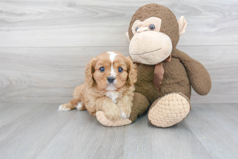 Best Cavalier King Charles Spaniel Baby