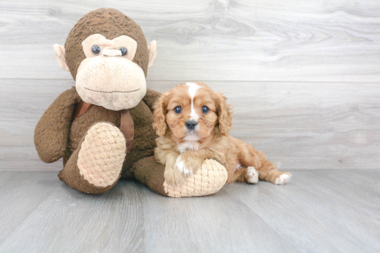 Cavalier King Charles Spaniel Puppy for Adoption