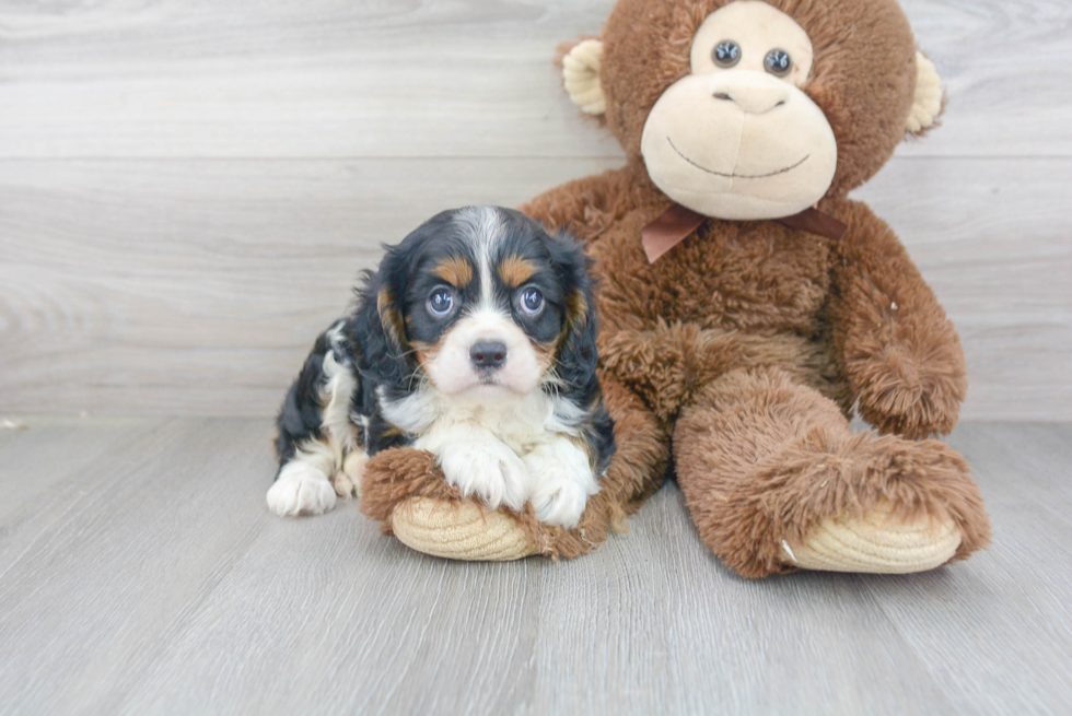 Cavalier King Charles Spaniel Pup Being Cute