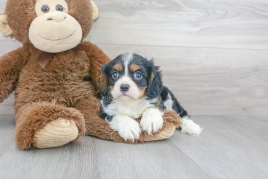 Cavalier King Charles Spaniel Pup Being Cute