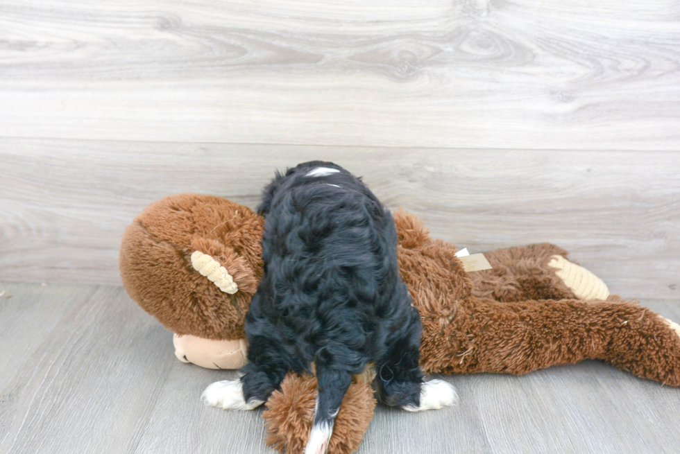 Cavalier King Charles Spaniel Pup Being Cute