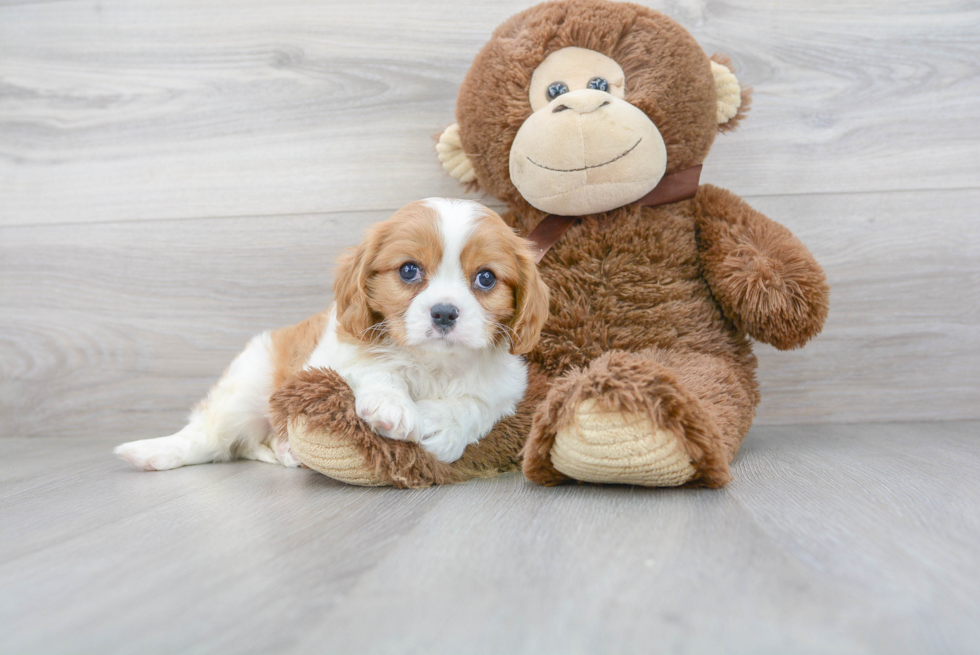 Petite Cavalier King Charles Spaniel Purebred Puppy