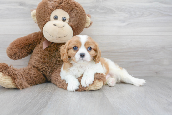 Cavalier King Charles Spaniel Pup Being Cute