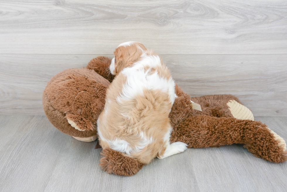 Friendly Cavalier King Charles Spaniel Purebred Pup