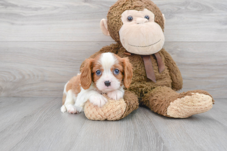 Popular Cavalier King Charles Spaniel Purebred Pup