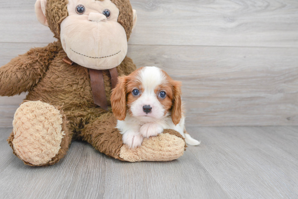 Little Cavalier King Charles Spaniel Purebred Pup