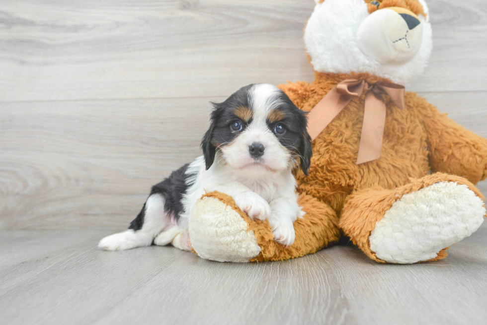 Cavalier King Charles Spaniel Pup Being Cute