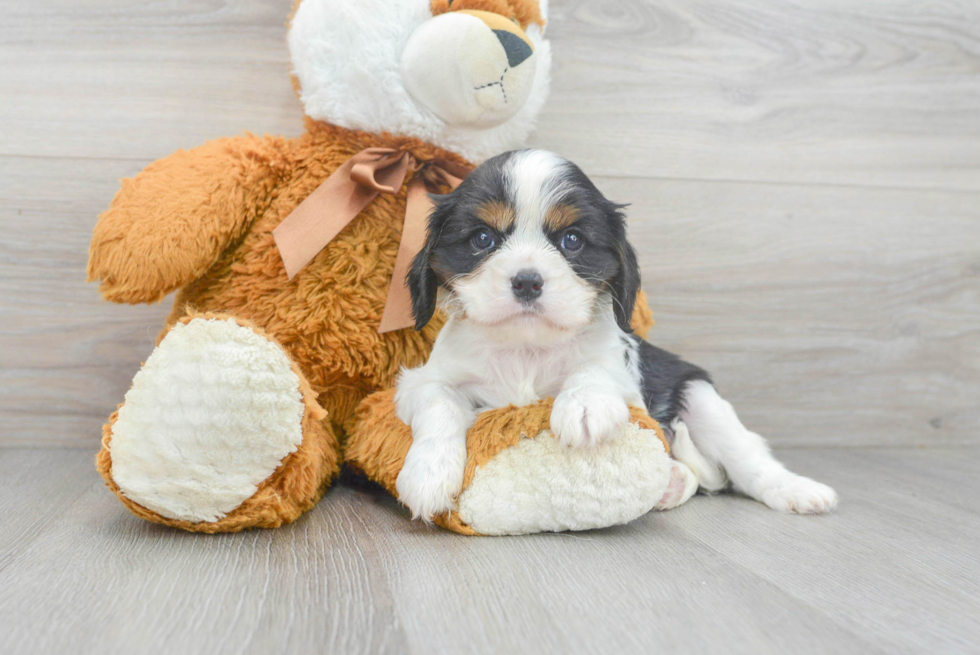 Adorable Cavalier King Charles Spaniel Purebred Puppy