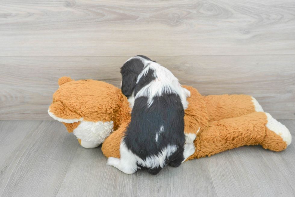 Little Cavalier King Charles Spaniel Purebred Pup