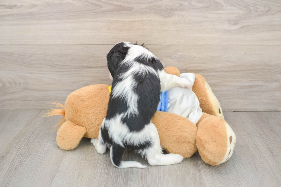 Friendly Cavalier King Charles Spaniel Baby