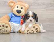 6 week old Cavalier King Charles Spaniel Puppy For Sale - Premier Pups