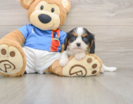 6 week old Cavalier King Charles Spaniel Puppy For Sale - Premier Pups