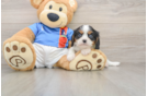 Cavalier King Charles Spaniel Puppy for Adoption