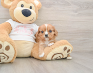 7 week old Cavalier King Charles Spaniel Puppy For Sale - Premier Pups