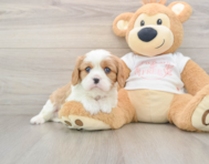 5 week old Cavalier Puppy For Sale - Premier Pups