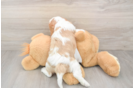 Cavalier King Charles Spaniel Puppy for Adoption